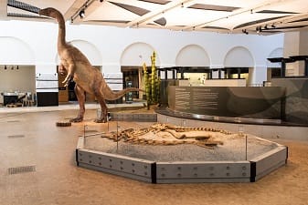 Dinosaur Model til Zoologisk Museum i Zürich 4